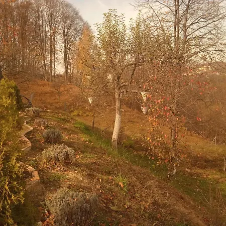 Stablo Barasti